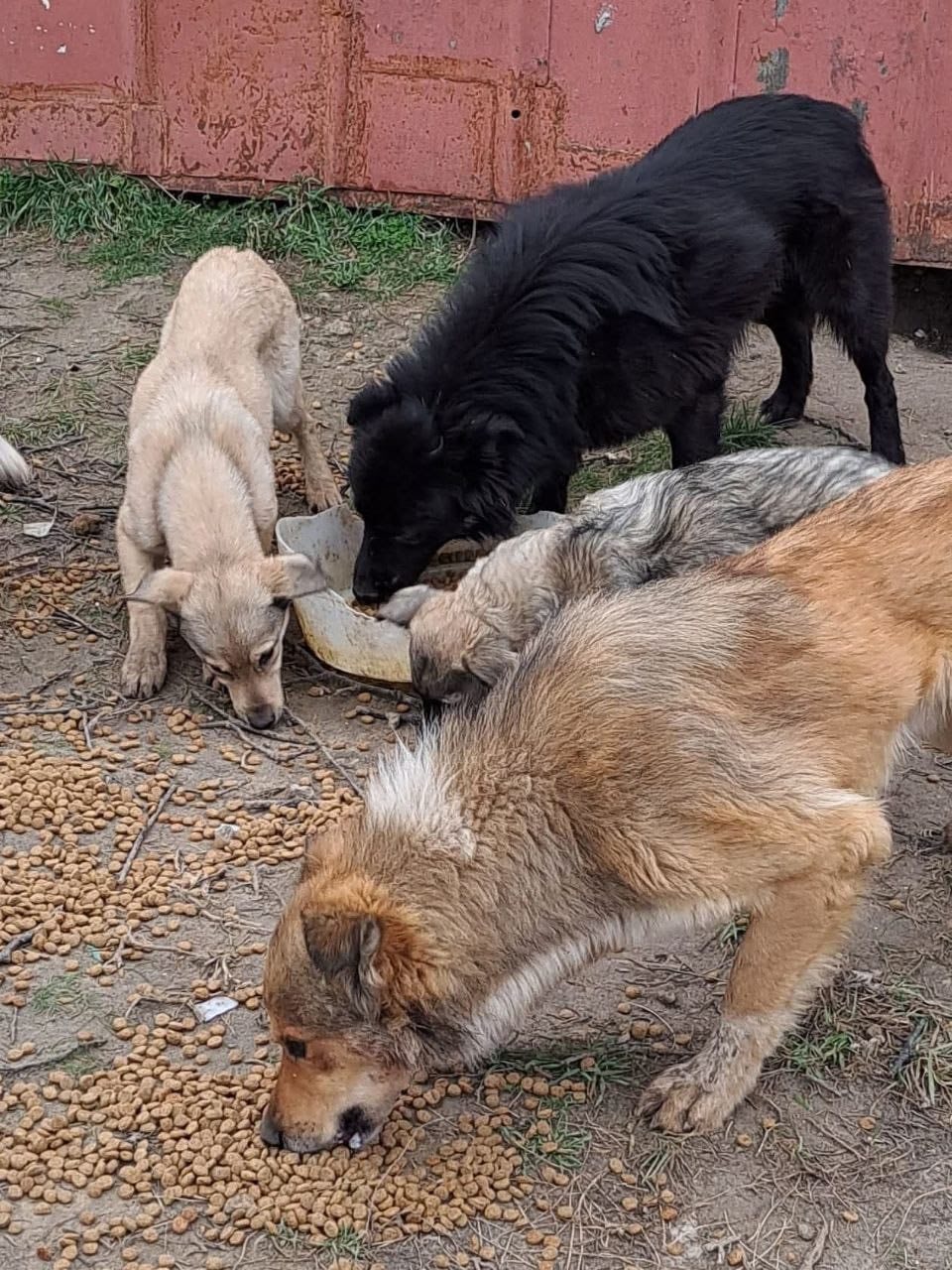 Hope for Ukraine volunteers rescuing an abandoned dog in a frontline community