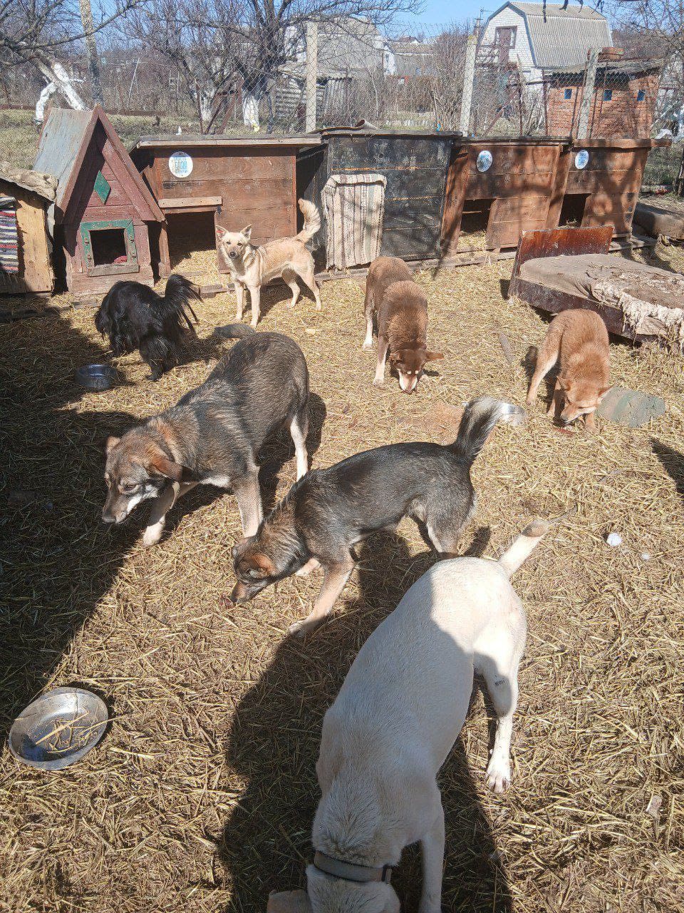 Rescued dogs receiving care at a shelter