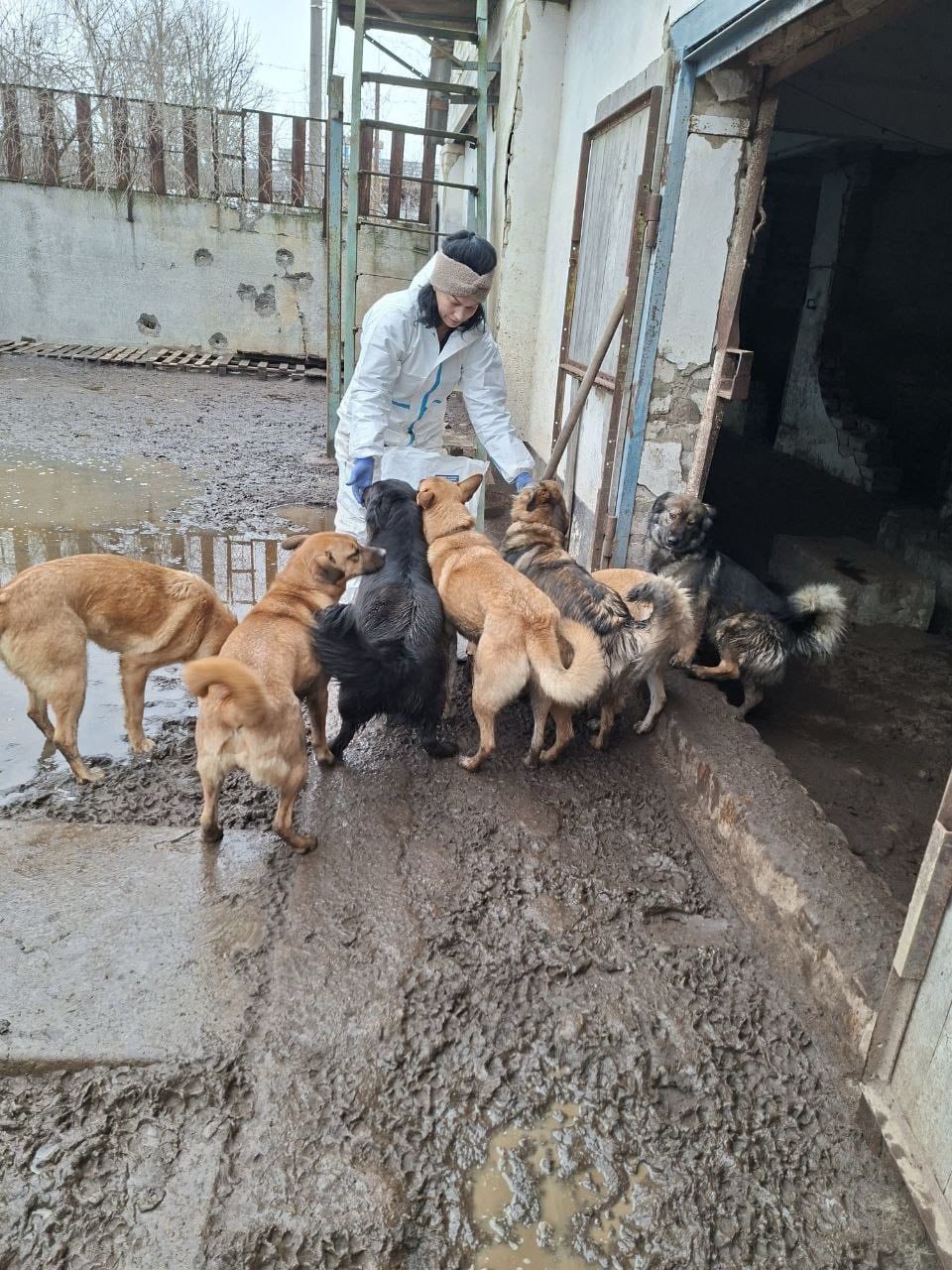 Volunteers providing food to dogs in Ukraine