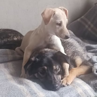 A light-colored puppy rests its front legs and head on a larger black and brown dog lying on a gray plaid blanket, creating a cozy scene reminiscent of gathering together for A Warm Easter Meal.
