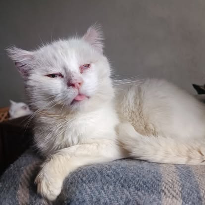 A white cat with slightly dirty fur lies on a blanket, eyes half-closed and tongue sticking out, as if dreaming of a warm Easter meal.