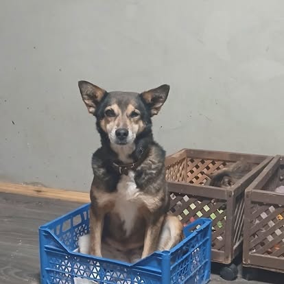 A medium-sized dog sits upright inside a blue plastic crate on a wooden floor, with brown storage crates in the background, evoking the cozy feeling of a warm Easter meal shared at home.