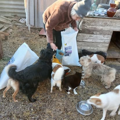 A person shares a warm Easter meal with a group of dogs outdoors next to a wooden structure, surrounded by bags of dog food and empty bowls on the ground.