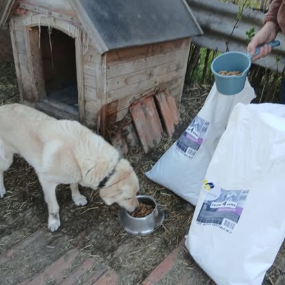 A light-colored dog enjoys a warm Easter meal from a metal bowl near a wooden doghouse, with a person holding a scoop and a large bag of dog food beside them.