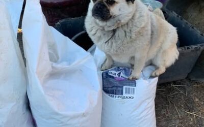 Pets Left Behind