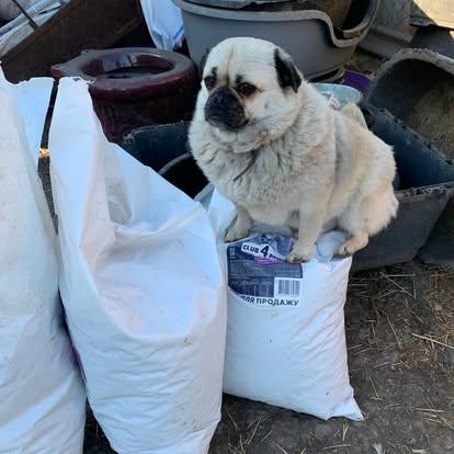 A small, light-colored dog sits on top of a large white bag outdoors, surrounded by other bags and containers, as if awaiting a warm Easter meal with loved ones.