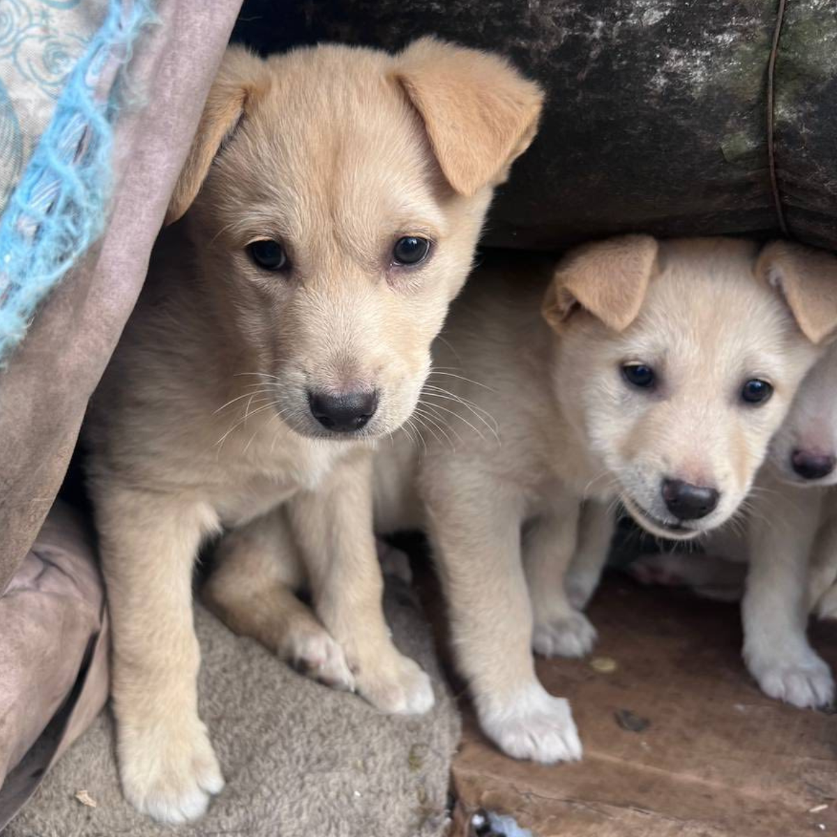 Two light brown puppies sit closely together on a wooden surface, partially sheltered by fabric and cushions.