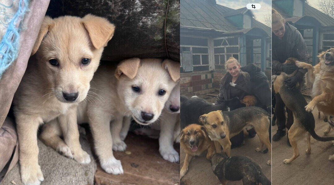 hope pets program - hope for ukraine - rescued pets in ukraine that were abandonded in our shelter