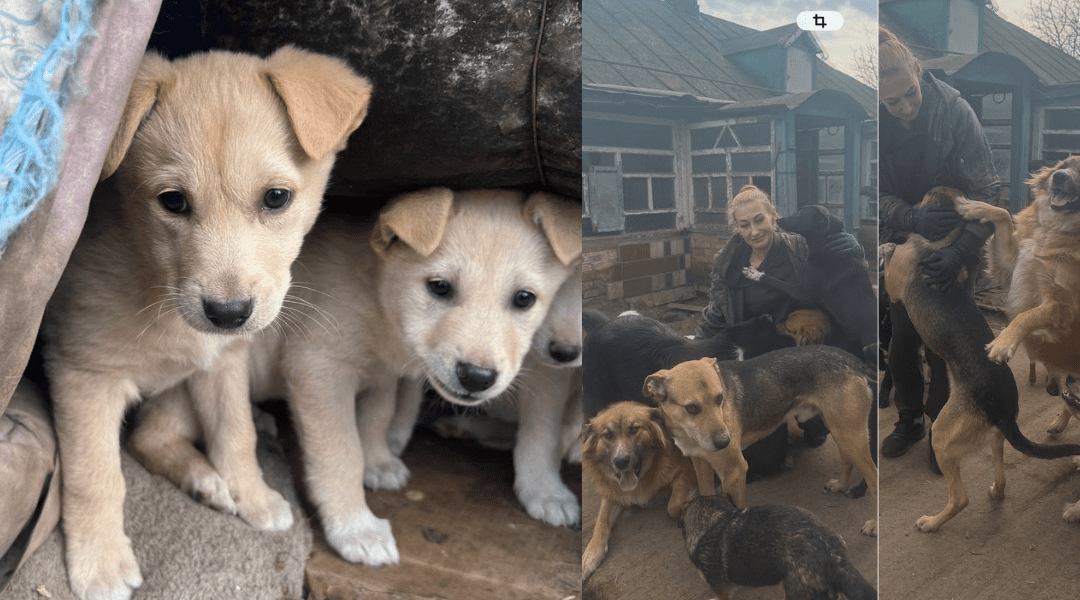 hope pets program - hope for ukraine - rescued pets in ukraine that were abandonded in our shelter