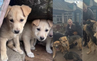 Second Chances: Rescuing the Forgotten Four-Legged Survivors of the Frontline