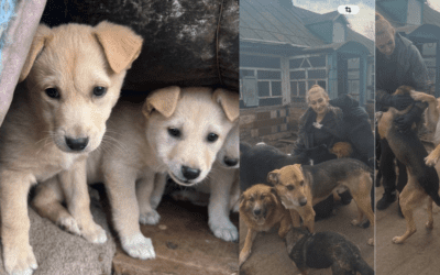 Second Chances: Rescuing the Forgotten Four-Legged Survivors of the Frontline