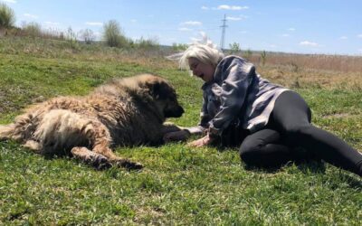 She Lay Down in the Field. The Dog Finally Stopped Trembling.