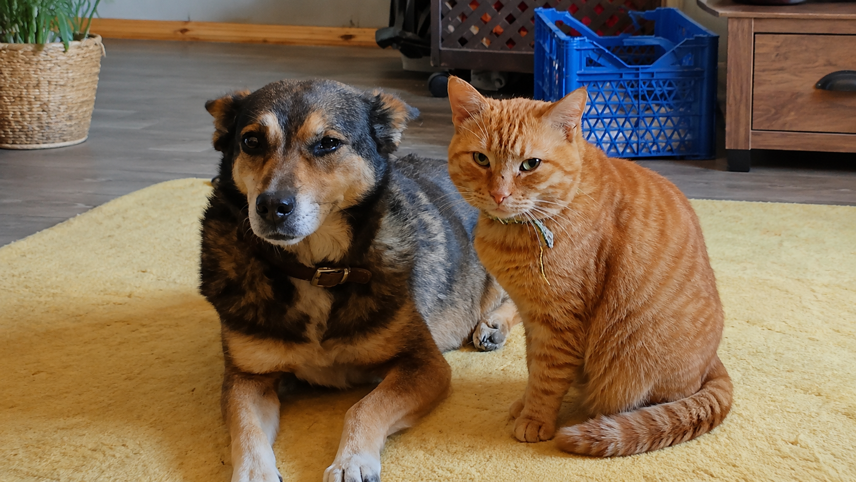 Two light brown puppies sit closely together on a wooden surface, partially sheltered by fabric and cushions.