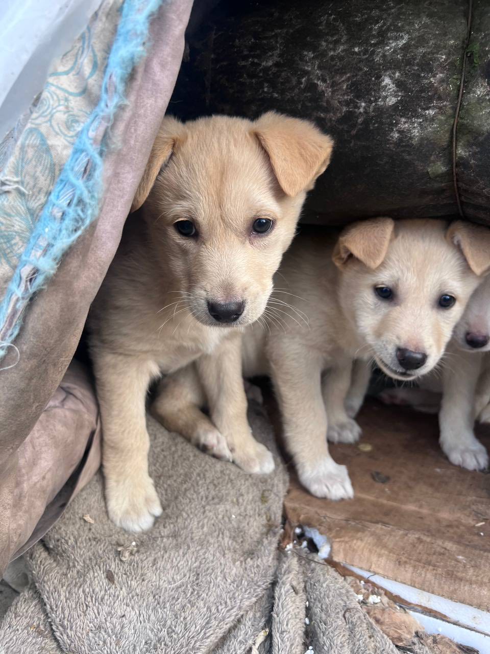 Hope for Ukraine volunteers rescuing an abandoned dog in a frontline community