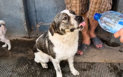 THE LETTER THEY LEFT WITH THE DOG: What One Family’s Note Says About Ukraine’s Animal Crisis