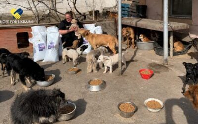 One Yard. Dozens of Dogs. And a Daily Fight to Keep Every Bowl Full.