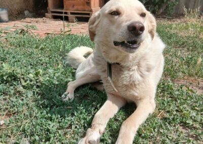 A light-colored dog with a collar lies on grass in a yard, with a wooden doghouse and green foliage in the background—a peaceful scene that embodies the spirit of Hope For Ukraine.
