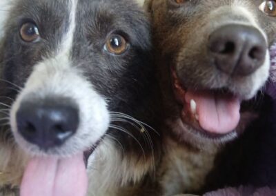 Two dogs with open mouths and tongues out sit close together, looking directly at the camera, embodying the spirit of Hope For Ukraine.