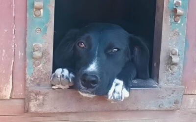Before They Can Find a Home, Ukraine’s Dogs Need a Place to Rest