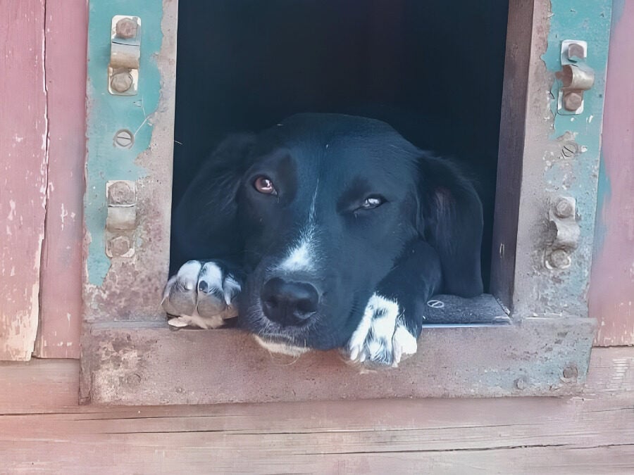 Black dog resting its paws at the opening of a wooden shelter for dogs in Ukraine.