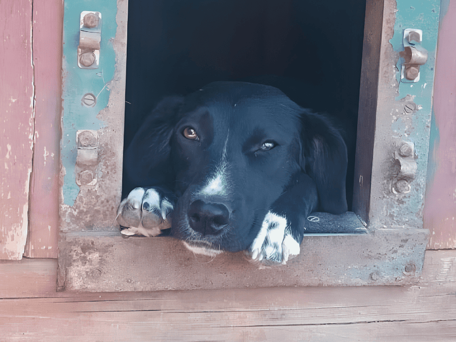 Black dog resting its paws at the opening of a wooden shelter for dogs in Ukraine.